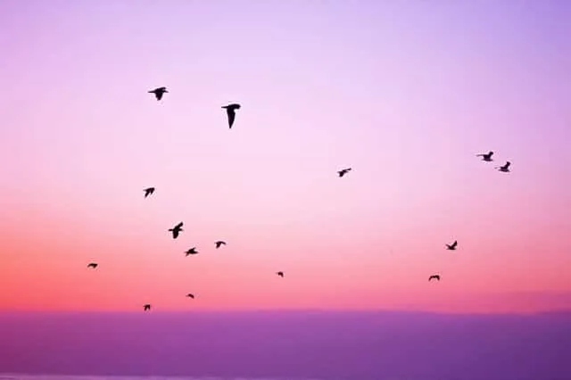 empat kisah tentang burung-burung