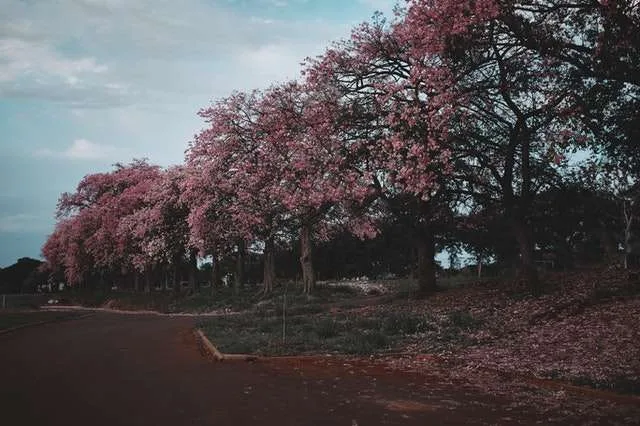 Apa yang Membentuk Kelopak Bunga Pohon Sakura